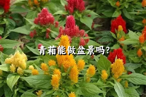 青葙能做盆景吗？