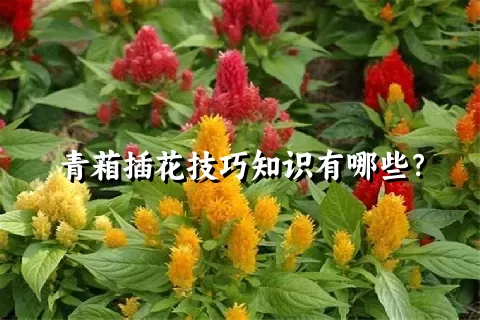 青葙插花技巧知识有哪些？