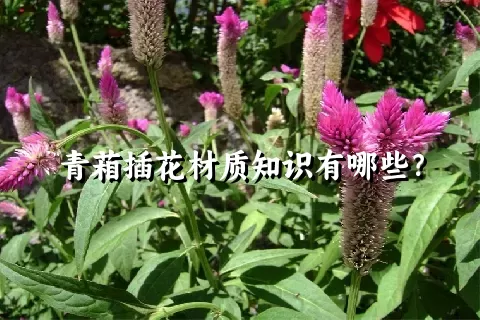 青葙插花材质知识有哪些？