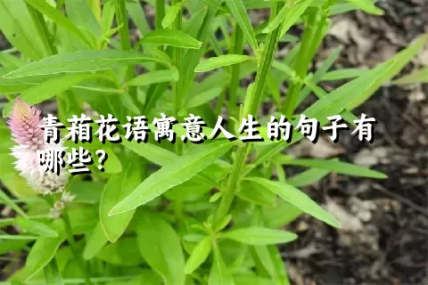 青葙花语寓意人生的句子有哪些？