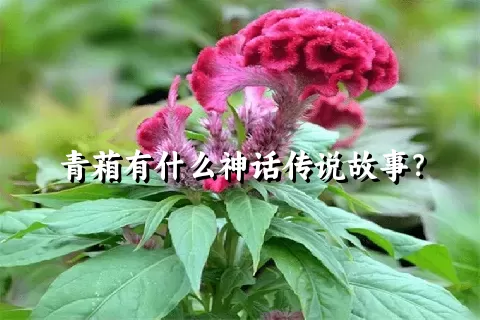 青葙有什么神话传说故事？