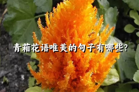 青葙花语唯美的句子有哪些？