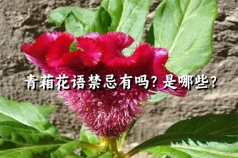 青葙花语禁忌有吗？是哪些？