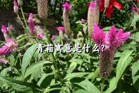 青葙寓意是什么？