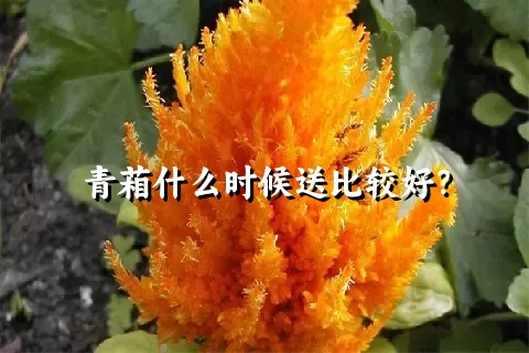 青葙什么时候送比较好？