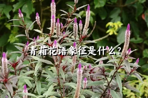 青葙花语象征是什么？