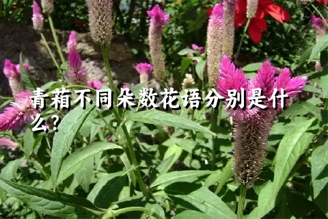 青葙不同朵数花语分别是什么？