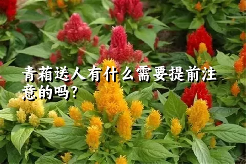 青葙送人有什么需要提前注意的吗？