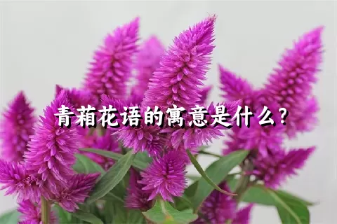 青葙花语的寓意是什么？