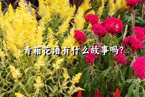 青葙花语有什么故事吗？