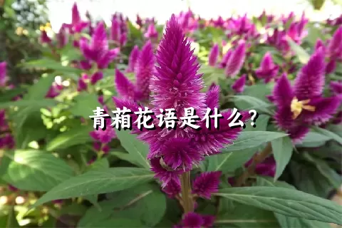 青葙花语是什么？