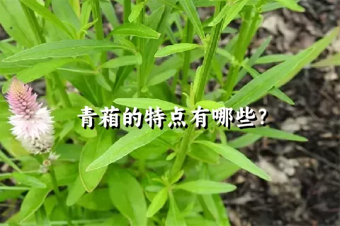 青葙的特点有哪些？