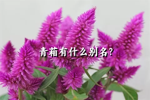 青葙有什么别名？