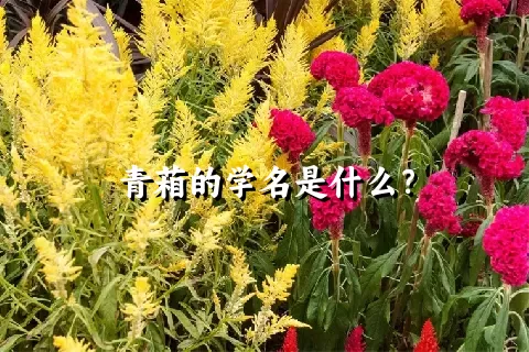 青葙的学名是什么？