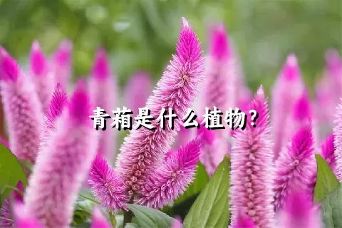 青葙是什么植物？