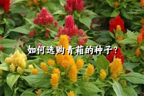 如何选购青葙的种子？