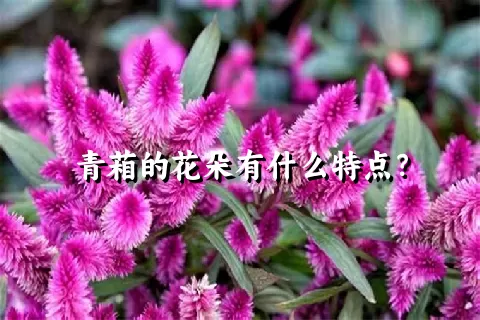 青葙的花朵有什么特点？