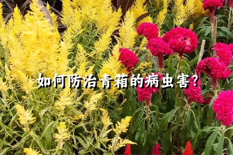 如何防治青葙的病虫害？