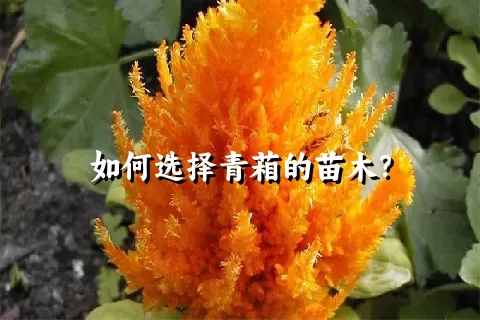 如何选择青葙的苗木？