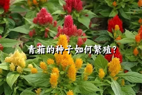 青葙的种子如何繁殖？