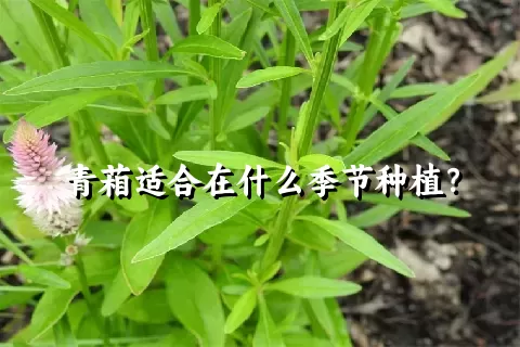 青葙适合在什么季节种植？