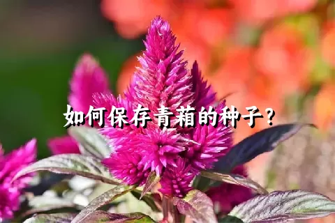 如何保存青葙的种子？