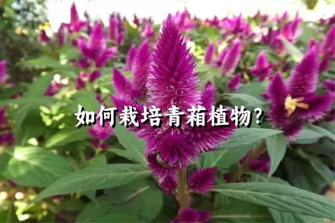 如何栽培青葙植物？