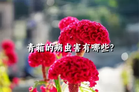 青葙的病虫害有哪些？