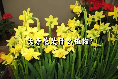 长寿花是什么植物？