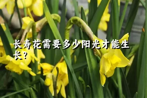 长寿花需要多少阳光才能生长？