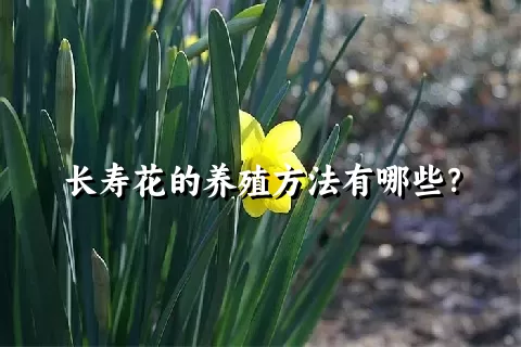 长寿花的养殖方法有哪些？