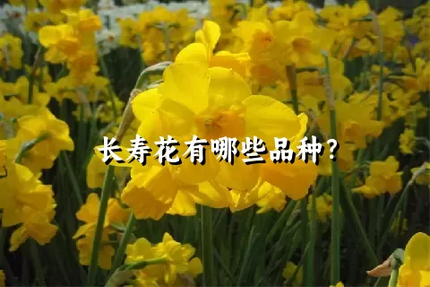 长寿花有哪些品种？