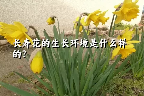 长寿花的生长环境是什么样的？