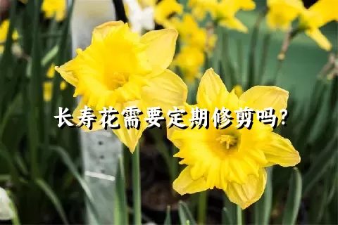 长寿花需要定期修剪吗？