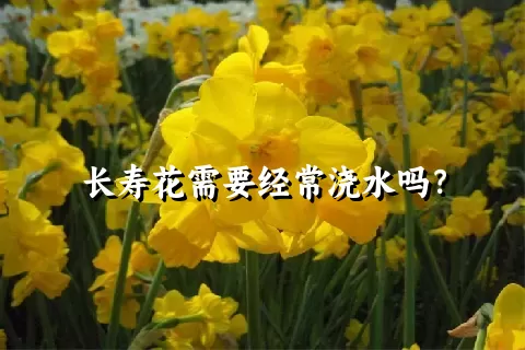 长寿花需要经常浇水吗？