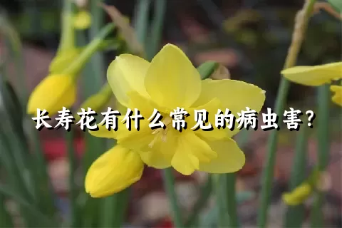 长寿花有什么常见的病虫害？