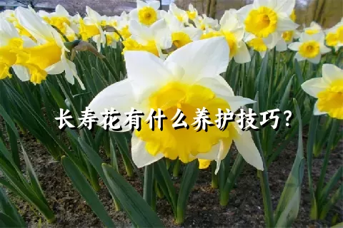 长寿花有什么养护技巧？