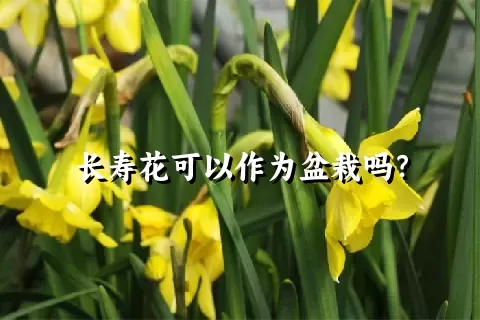 长寿花可以作为盆栽吗？