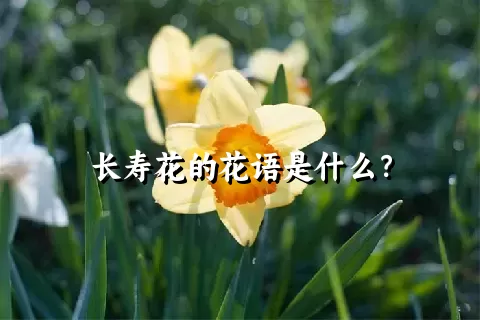 长寿花的花语是什么？