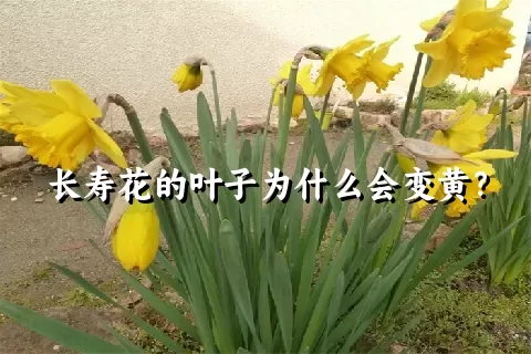 长寿花的叶子为什么会变黄？