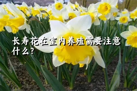 长寿花在室内养殖需要注意什么？