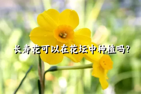 长寿花可以在花坛中种植吗？