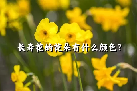 长寿花的花朵有什么颜色？