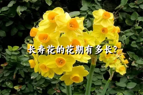 长寿花的花期有多长？