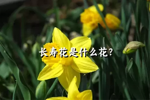 长寿花是什么花？