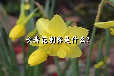 长寿花别称是什么？