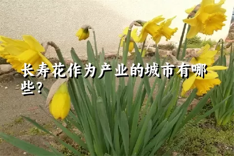 长寿花作为产业的城市有哪些？