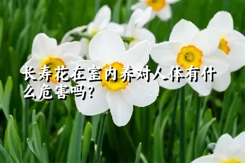 长寿花在室内养对人体有什么危害吗？