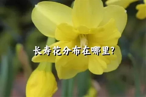 长寿花分布在哪里?