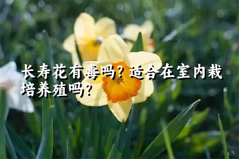 长寿花有毒吗？适合在室内栽培养殖吗？